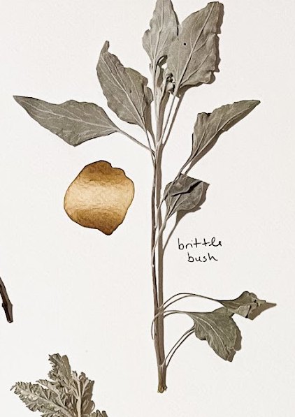 Pressed brittlebush specimen