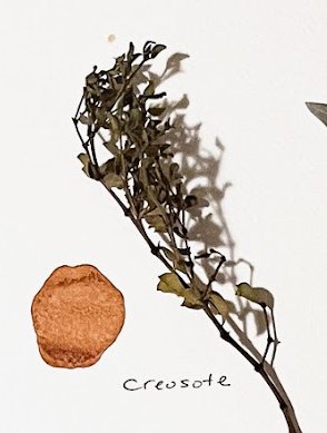 Pressed creosote specimen with its rust-colored ink swatch