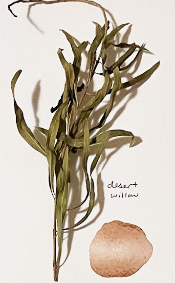 Pressed desert willow specimen
