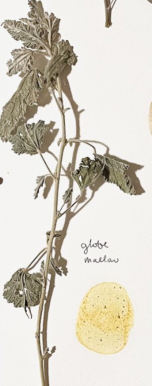 Pressed globe mallow specimen