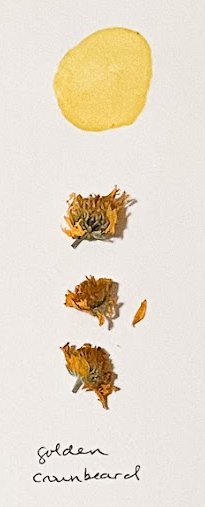 Golden crownbeard flowers and yellow ink swatch