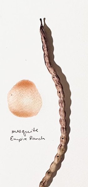 Mesquite pod gathered at Empire Ranch